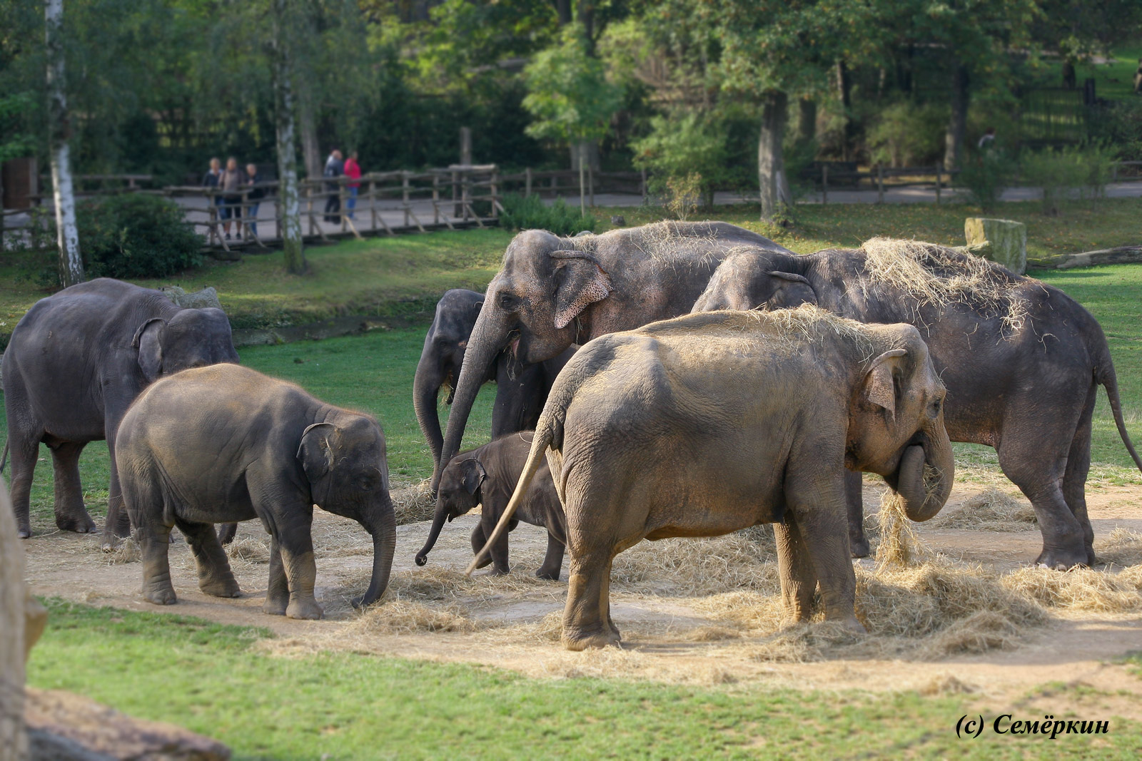 Пражский зоопарк - семь слонов