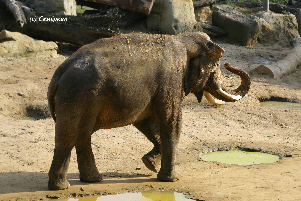 Пражский зоопарк - Звездатый слон или звёздный слон