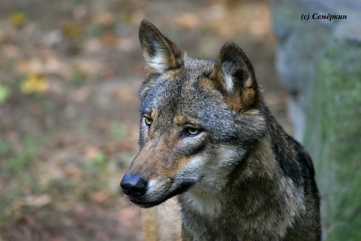 Пражский зоопарк - волк