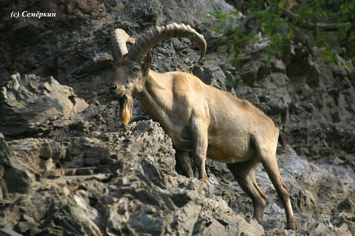 Пражский зоопарк - горный козел