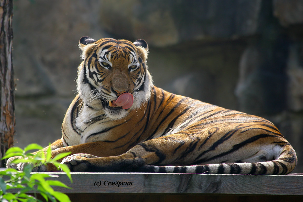 Пражский зоопарк - тигр