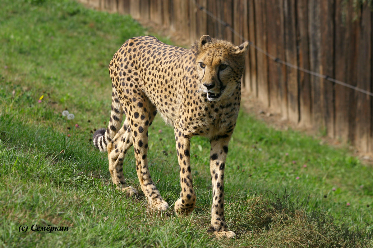 Пражский зоопарк - Гепард