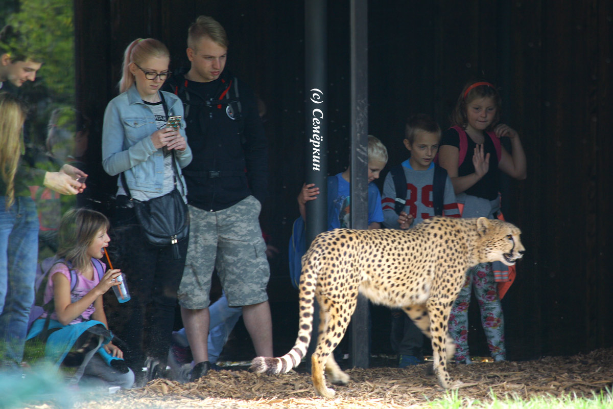 Пражский зоопарк - Гепард и дети