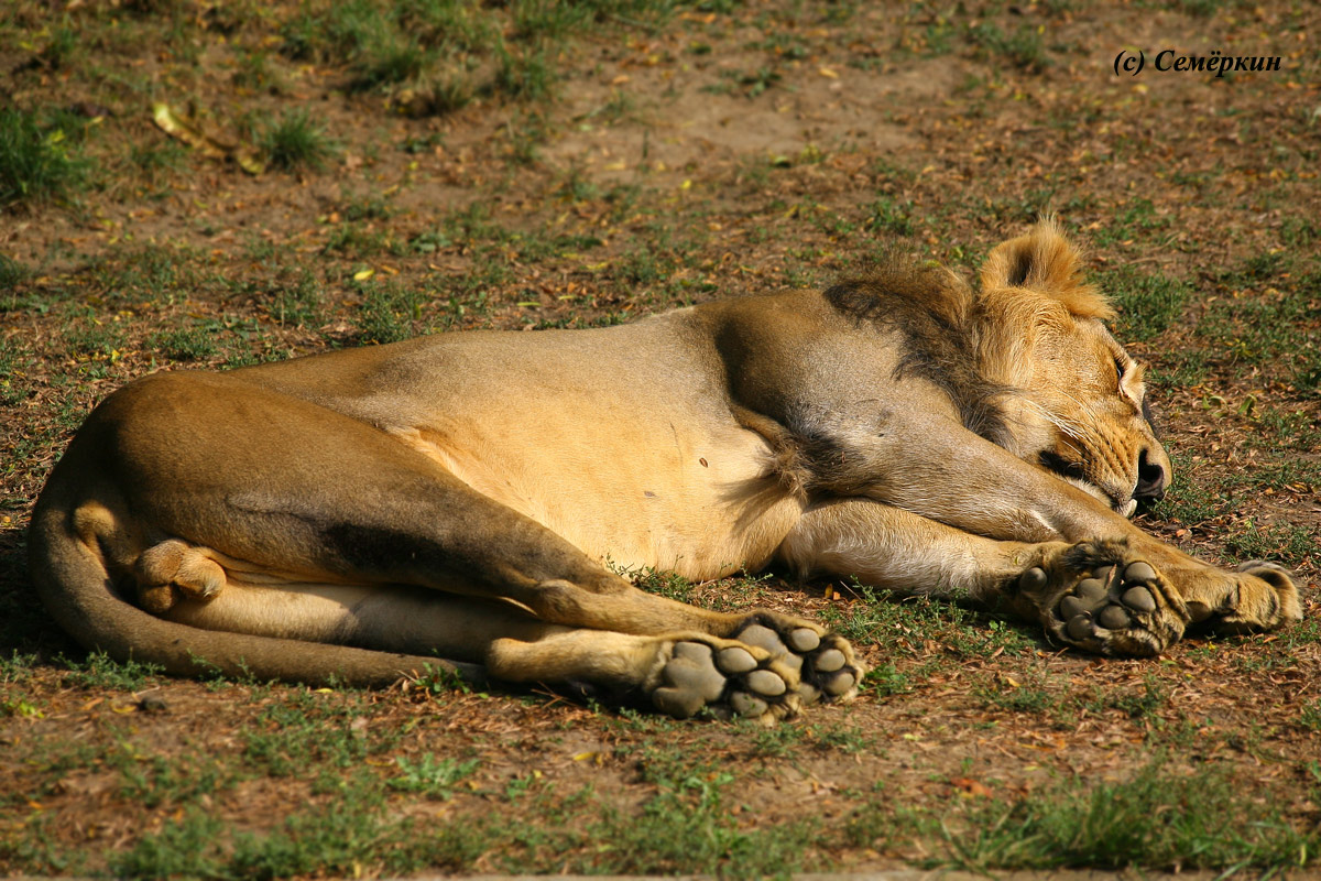 Пражский зоопарк - лев
