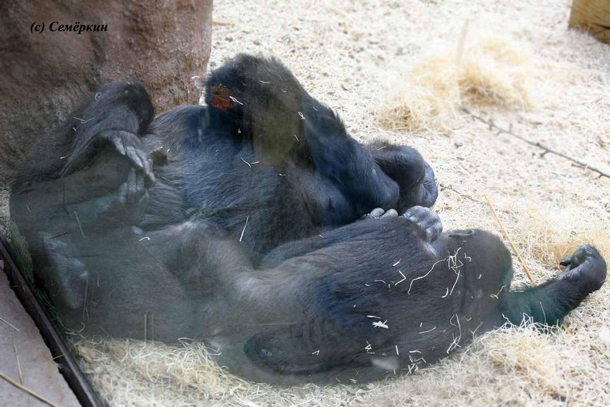 Пражский зоопарк - Гориллы. Мама с ребетёнком
