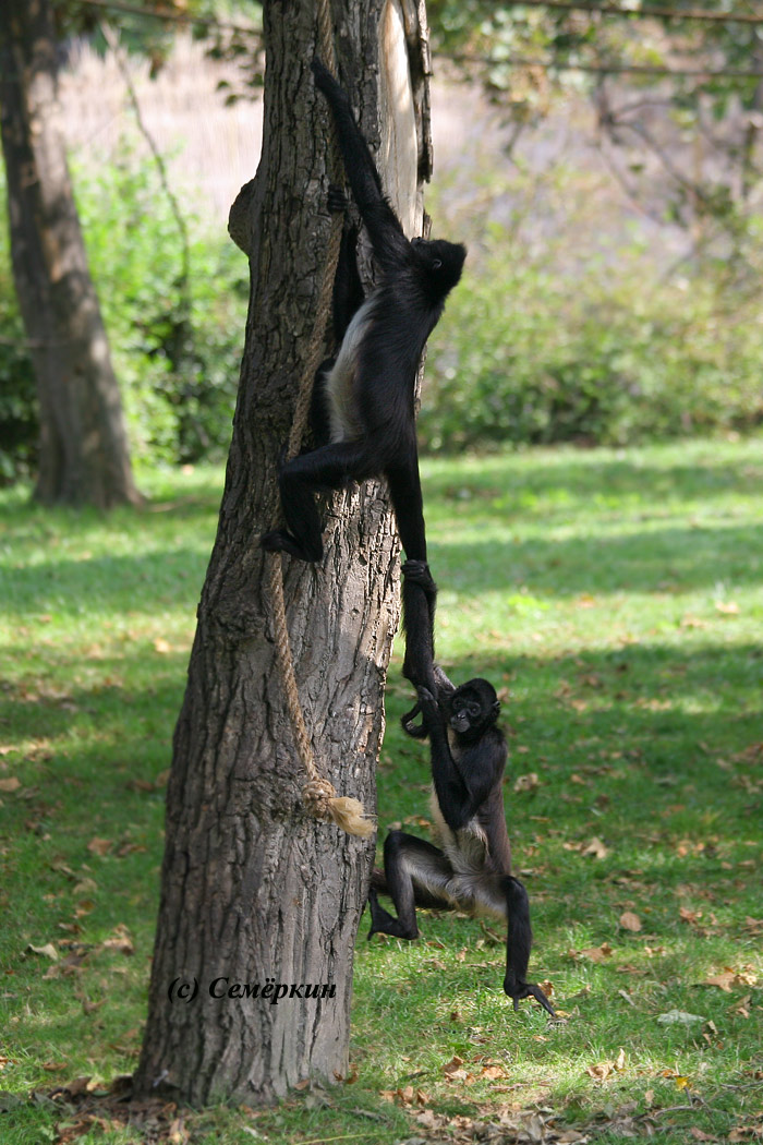 Пражский зоопарк - обезьяны