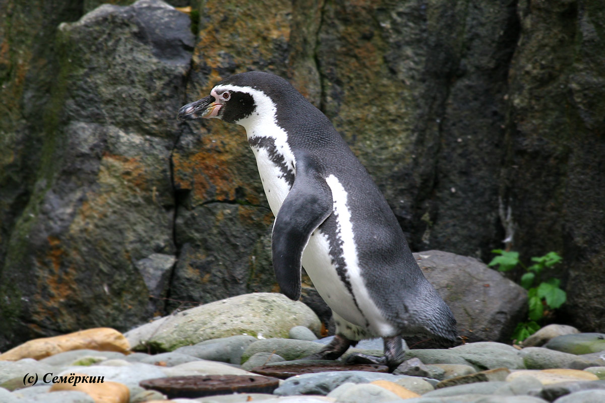 Пражский зоопарк - пингвин