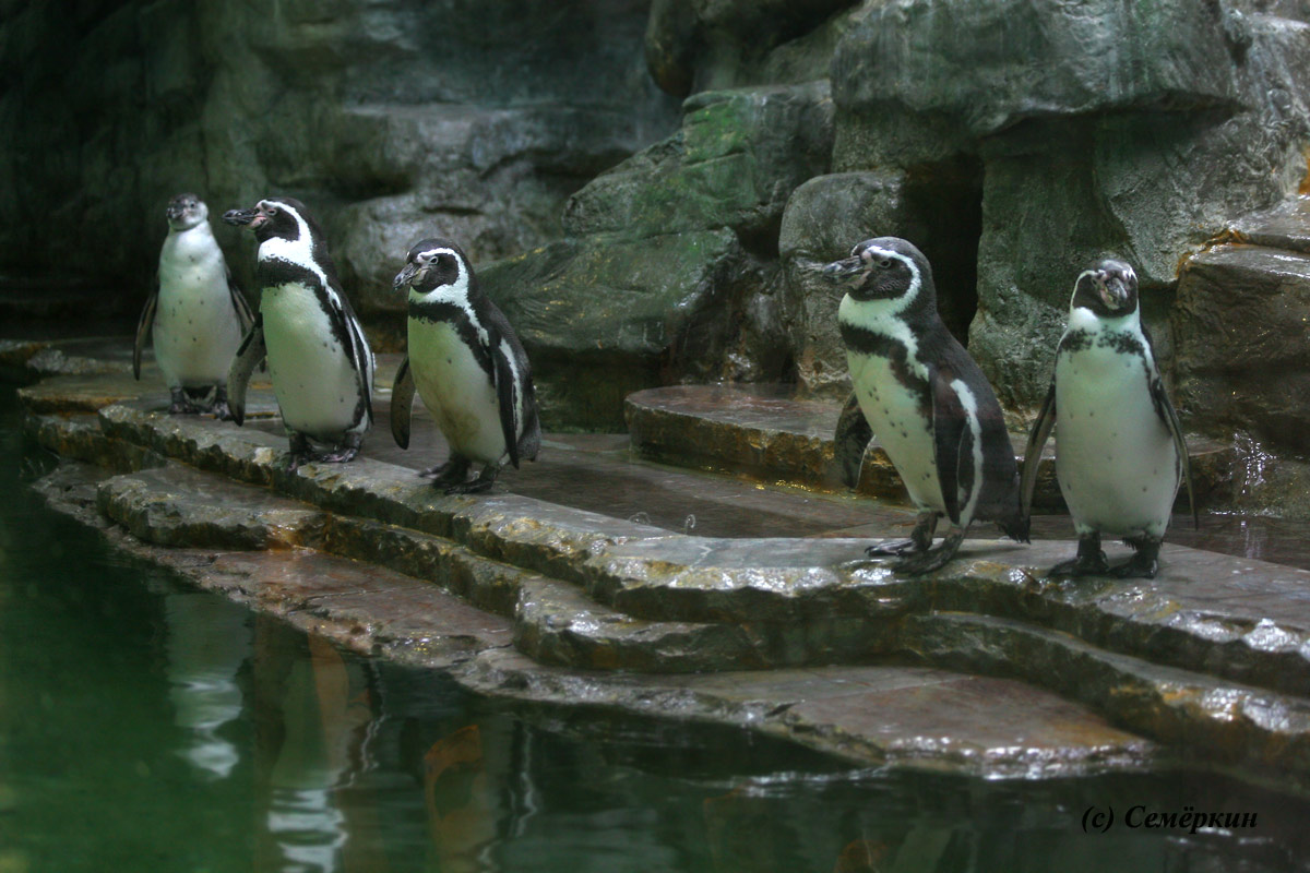 Пражский зоопарк - пингвины