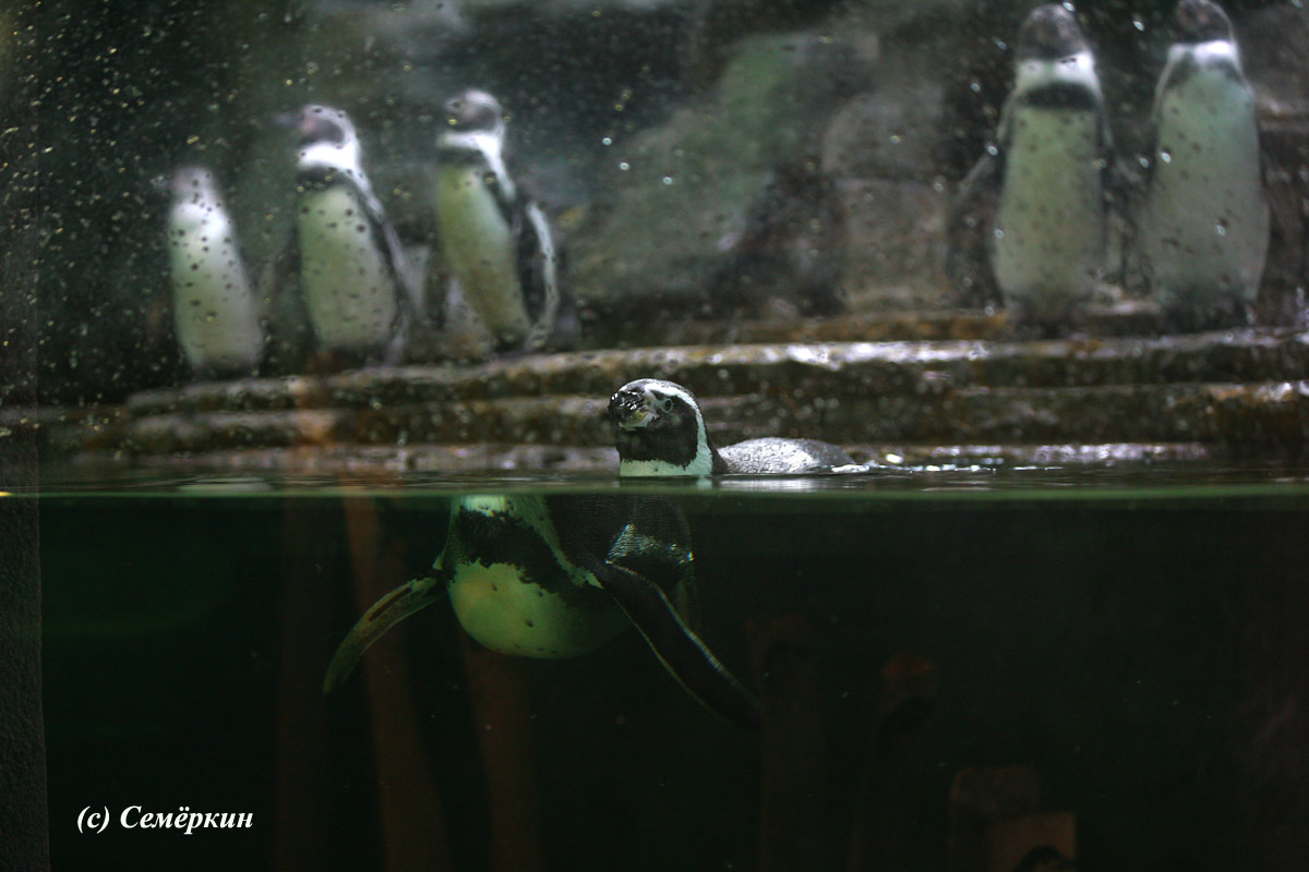 Пражский зоопарк - пингвины