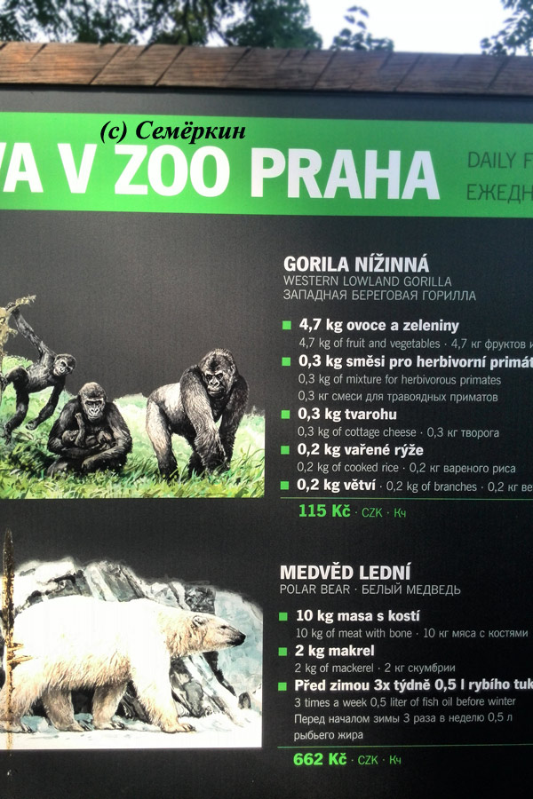 Пражский зоопарк - Ответ на вопрос – сколько в сутки кушают разные животные. Гориллы и белый медведь.