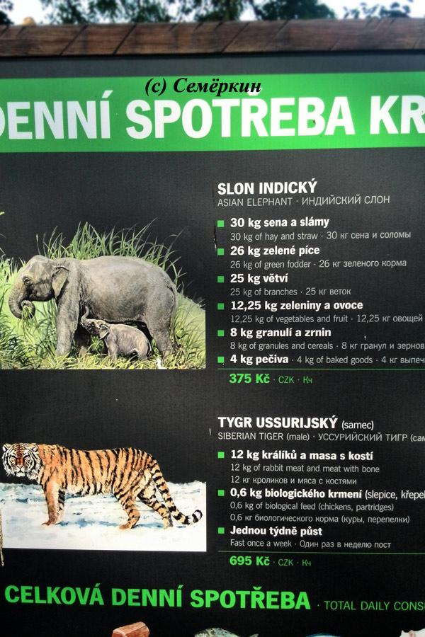 Пражский зоопарк - Сколько кушают в сутки слон и тигр