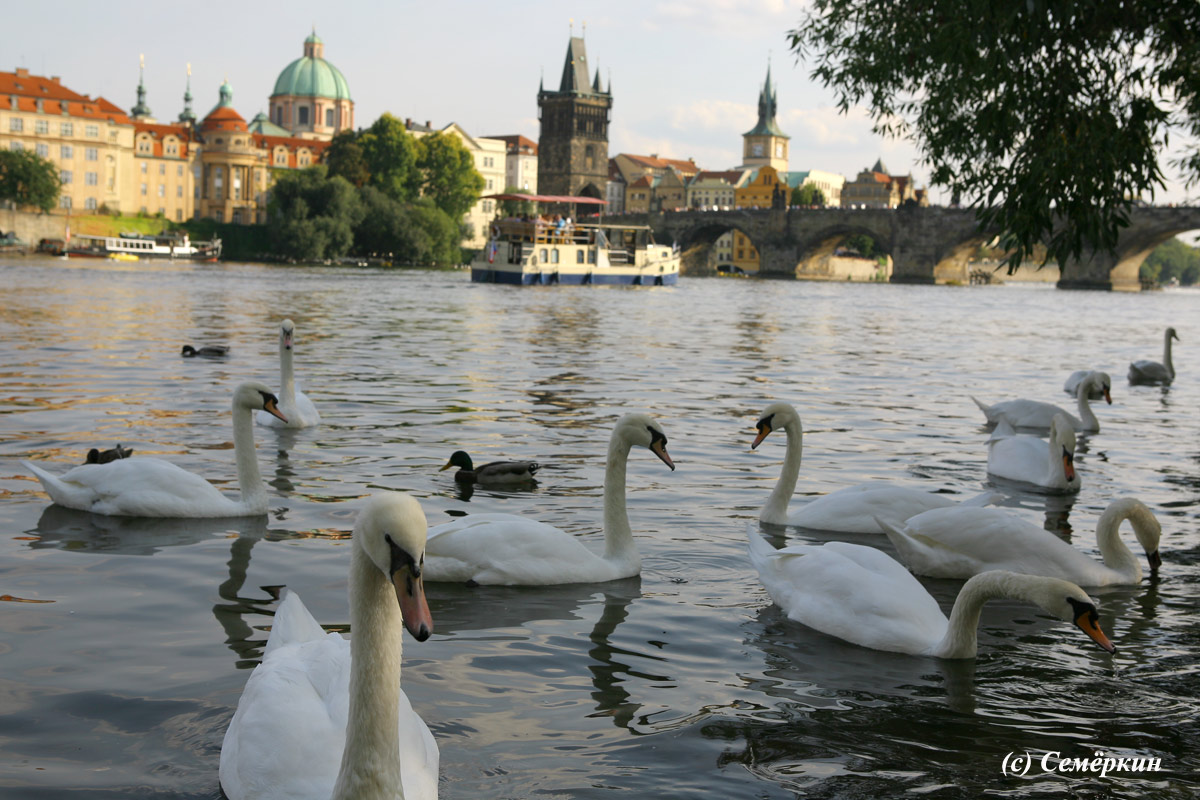 Прага светлая и тёмная - Вокруг Пражского града - лебеди и утки на Влтаве. 