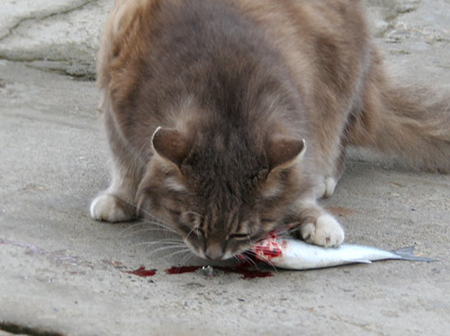 сочинский кот в порту кушает рыбку