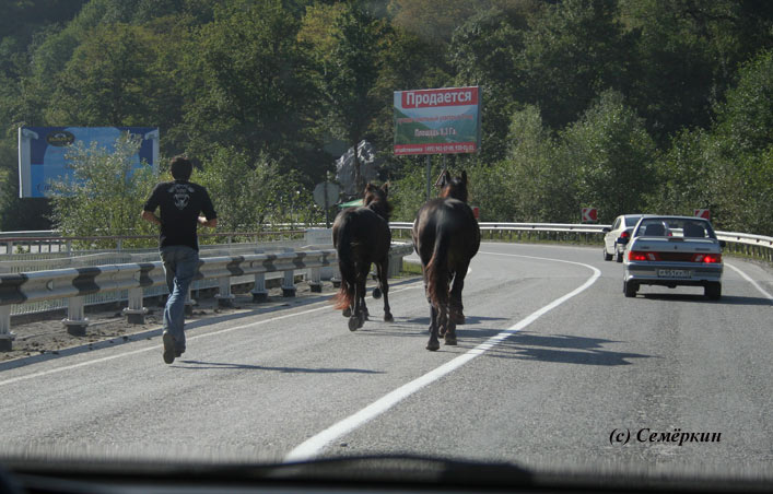 лошади на автостраде