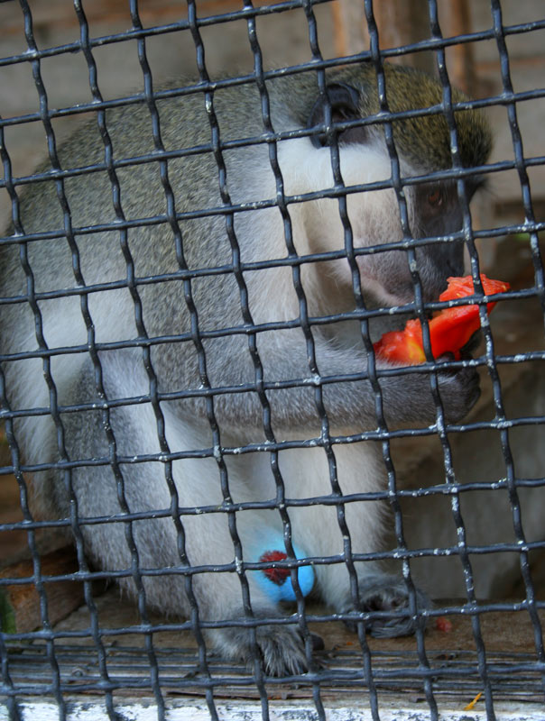 несчастливый обезьян с синими яйцами