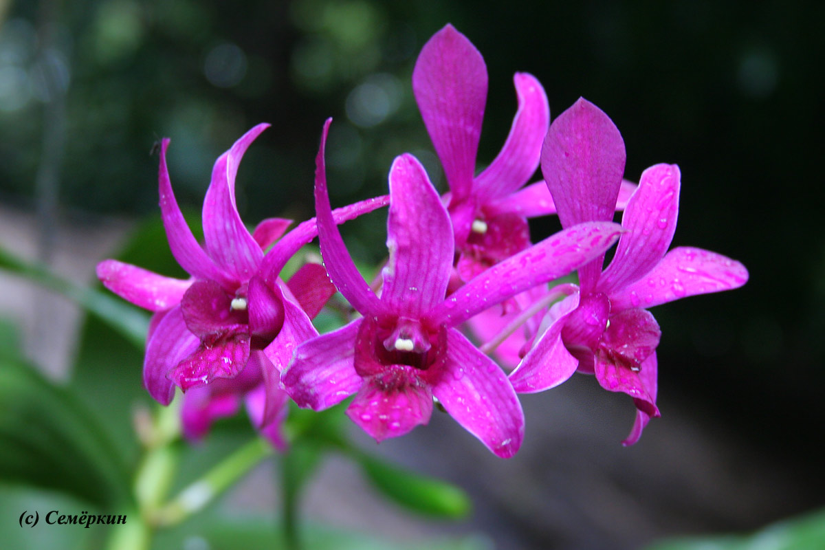 Остров орхидей - Орхидеи