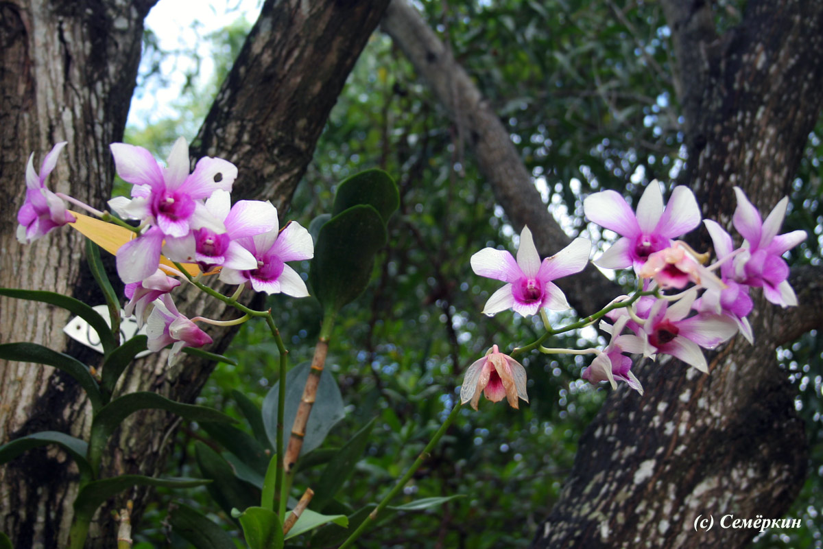 Остров орхидей - орхидеи