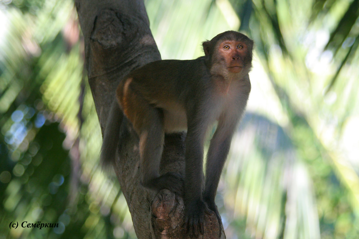 остров обезьян - обезьяна