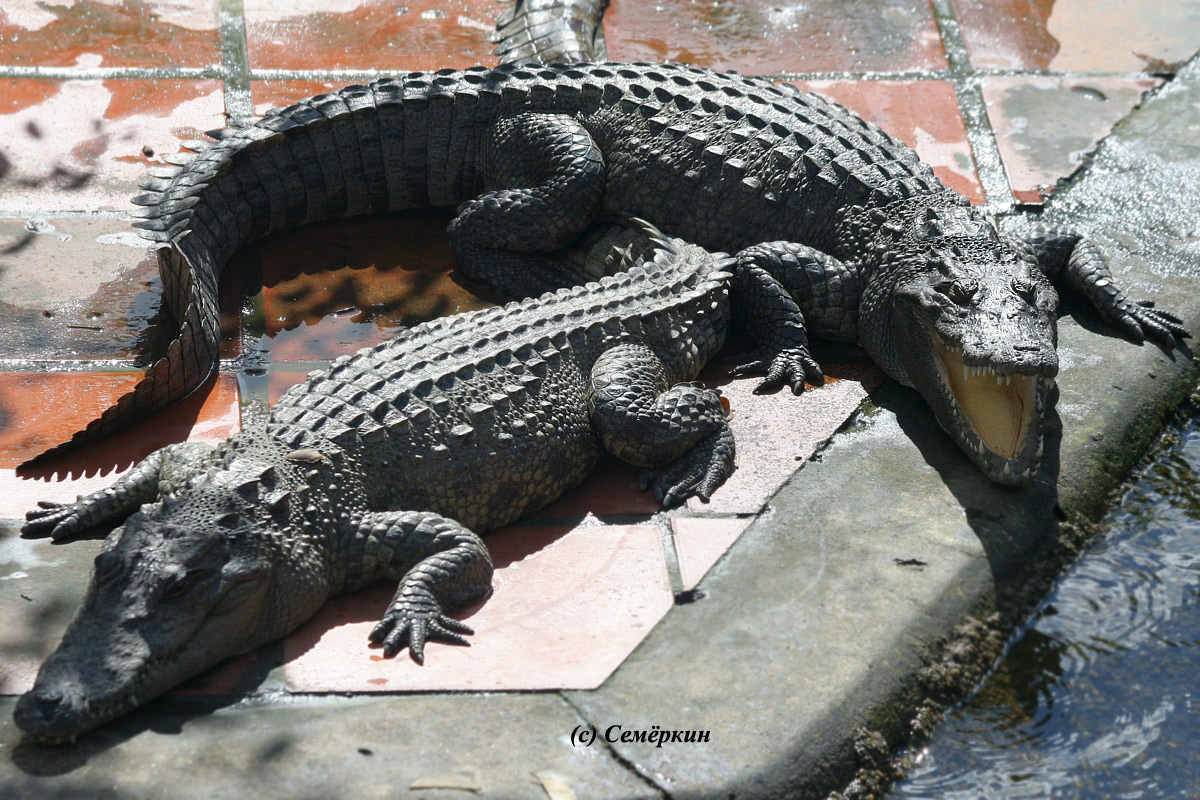 крокодилья ферма - крокодилы