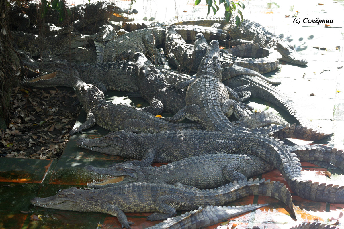 крокодилья ферма - крокодилы