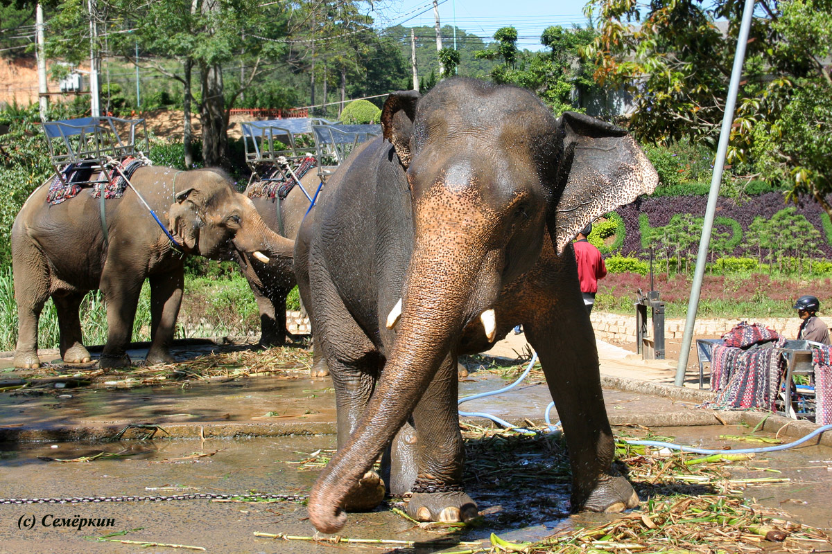 Далат - Помывка слонов, которые катают туристов
