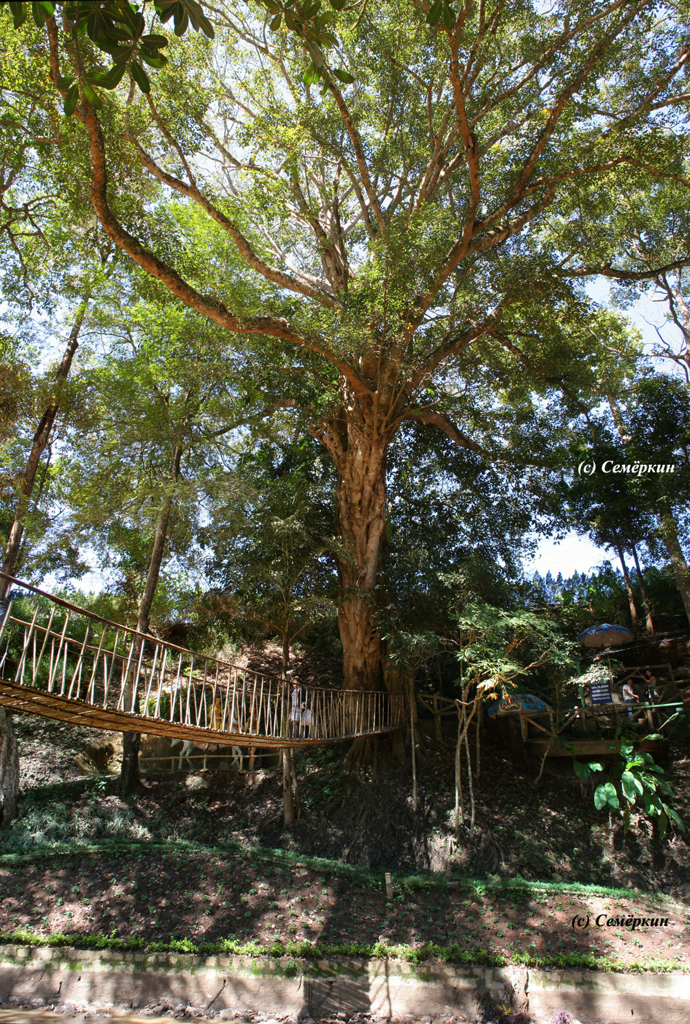 Далат - дерево